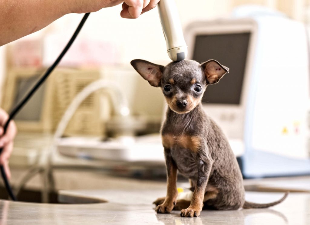 Neurologia Veterinária – SOS Hospital Veterinário