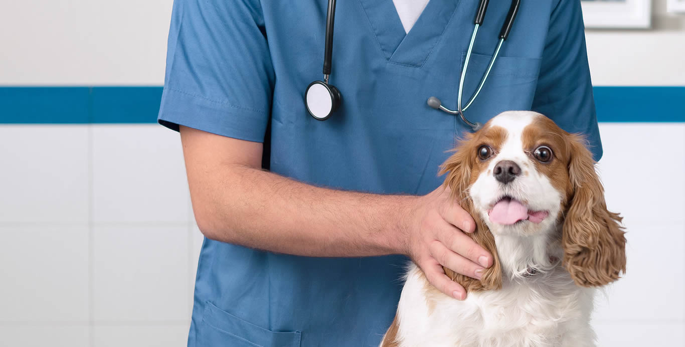 Clinico Geral Veterinário – SOS Hospital Veterinário